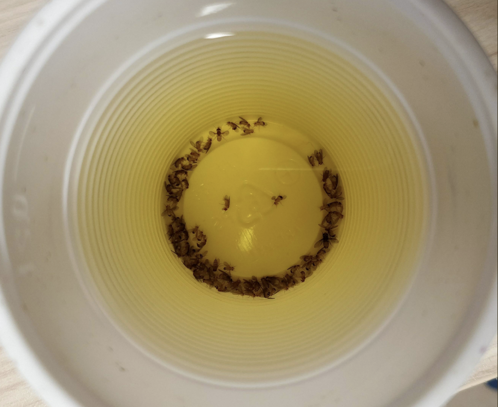 flies trapped in a bowl of vinegar